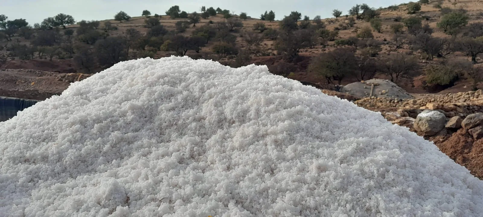 Tas de sel blanc au pied des arganiers