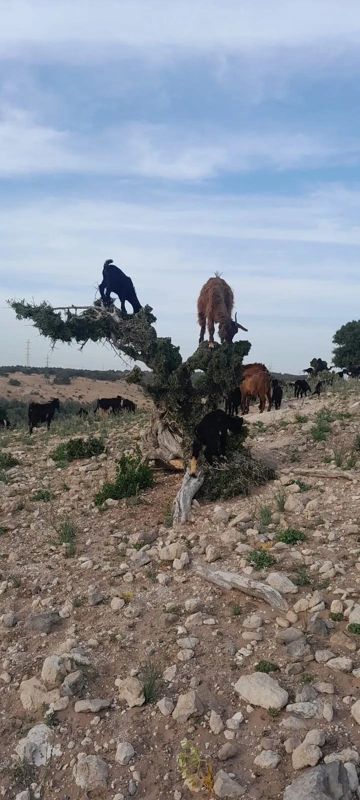 Une chèvre grimpée jusqu’à la cime de l’arbre