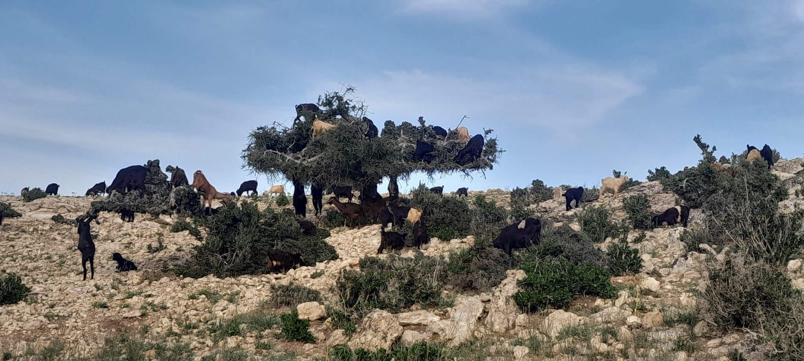 Les chèvres perchées dans les branches de l’arganier