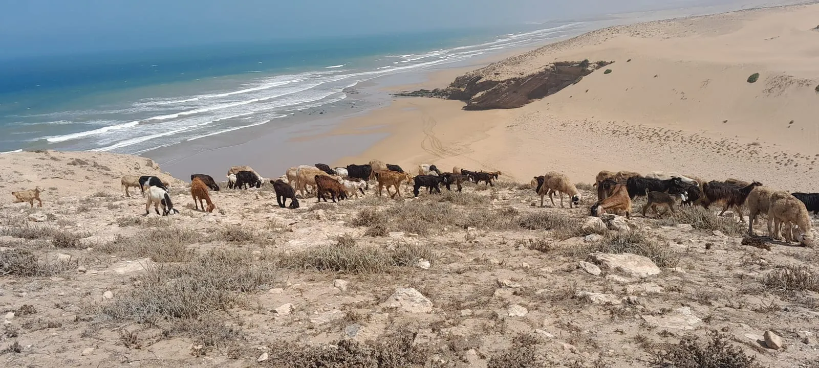 Le troupeau mené jusqu’au bord de la plage