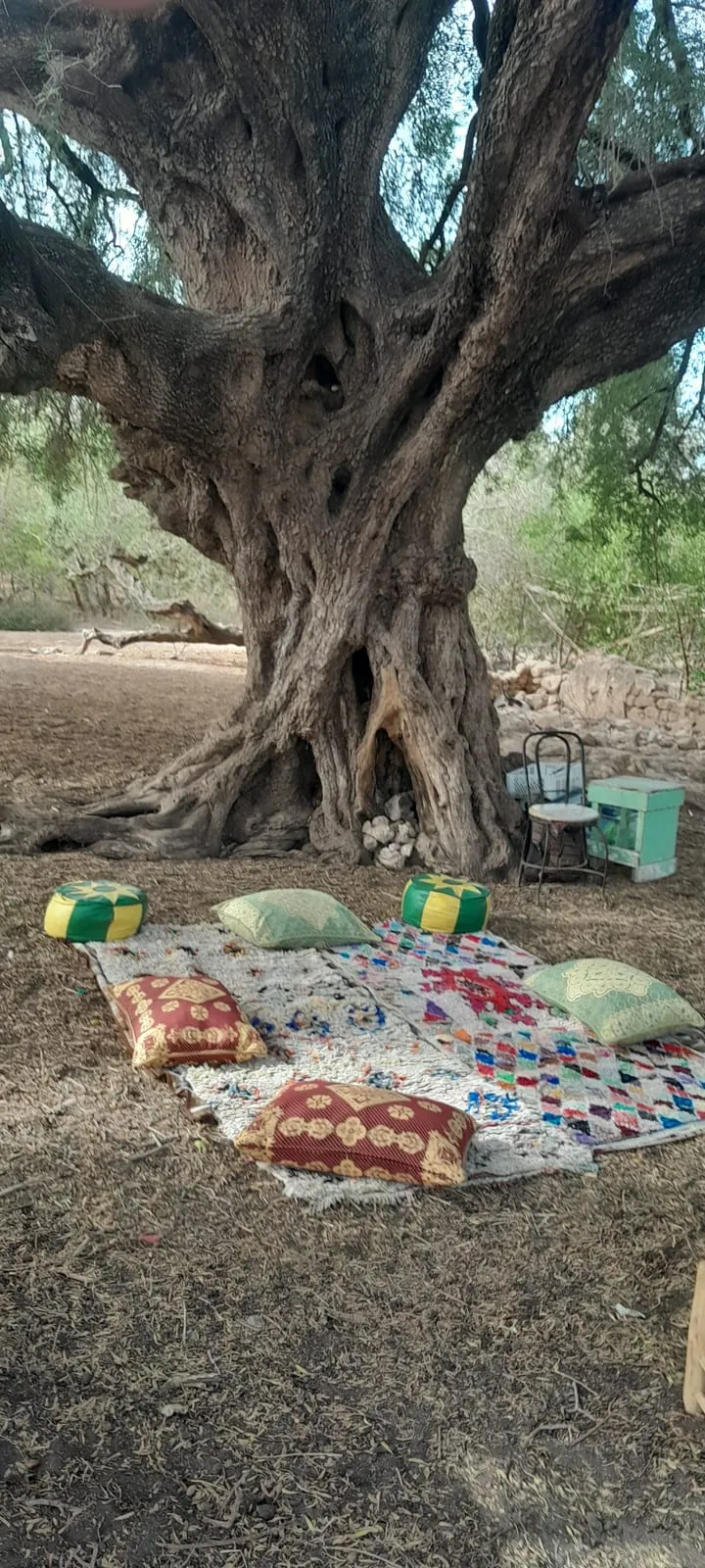 Tapis et coussins installés au pied d’un arganier ancestral