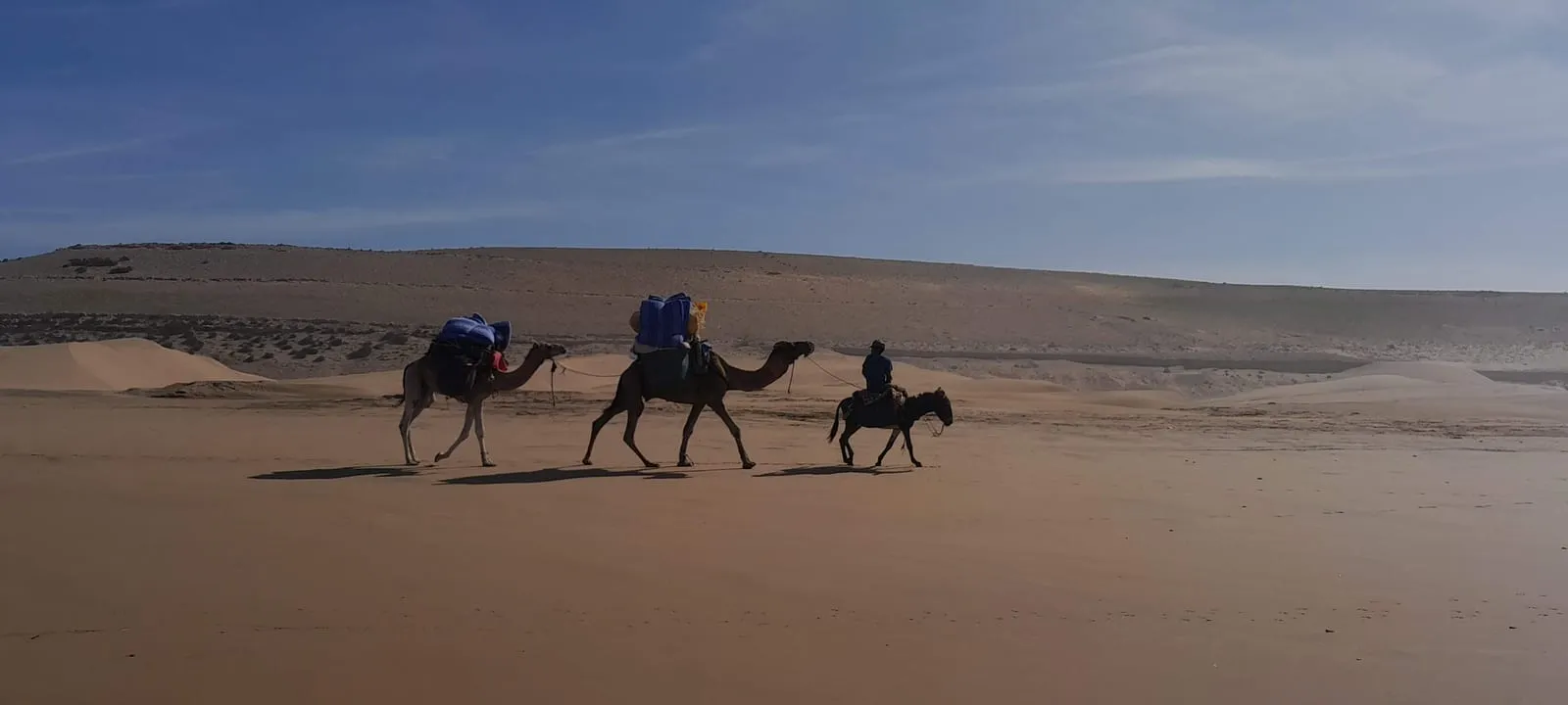 La caravane de dromadaires traversant la dune
