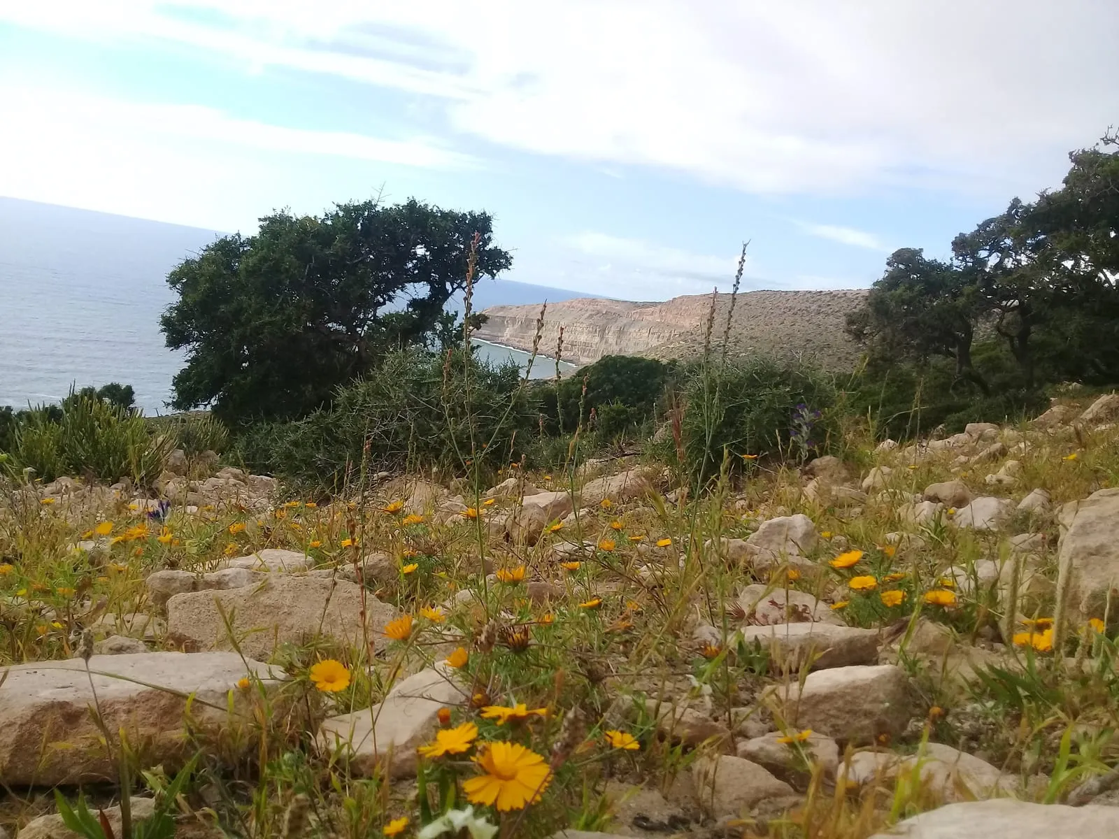 Marguerites jaunes entre les pierres, la falaise et la mer derrière
