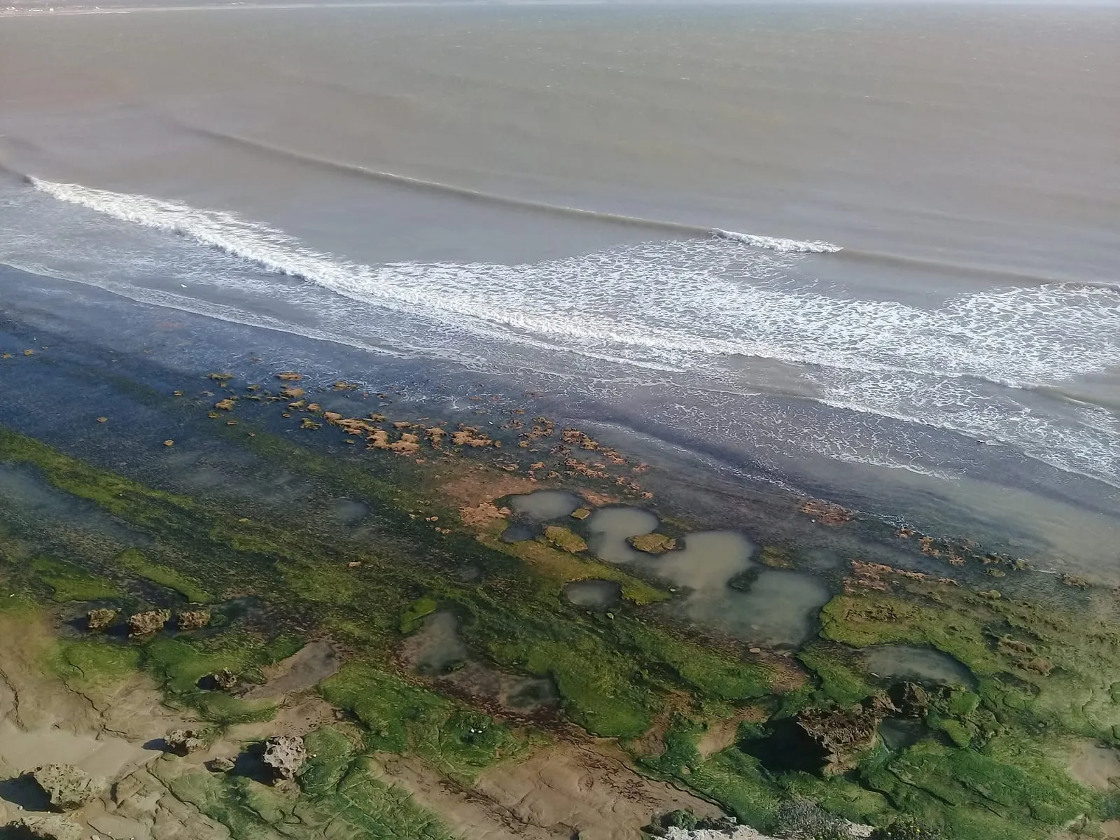 L’estran couvert d’algues vertes à marée basse