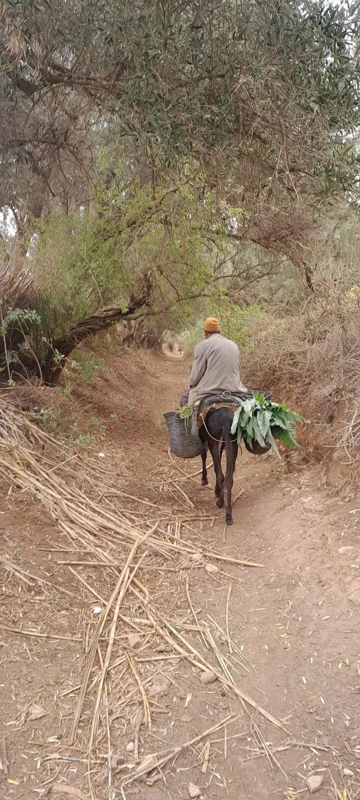 Un homme mène son âne dans le chemin creux