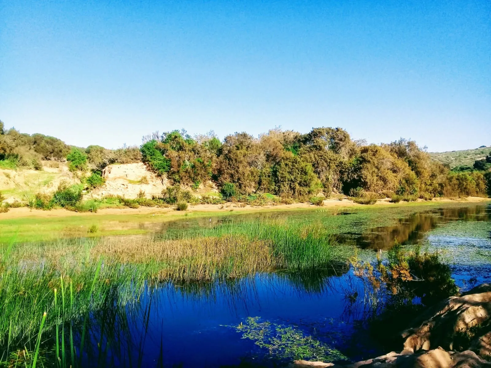 L’oued bleu entre les roseaux et la rive sableuse