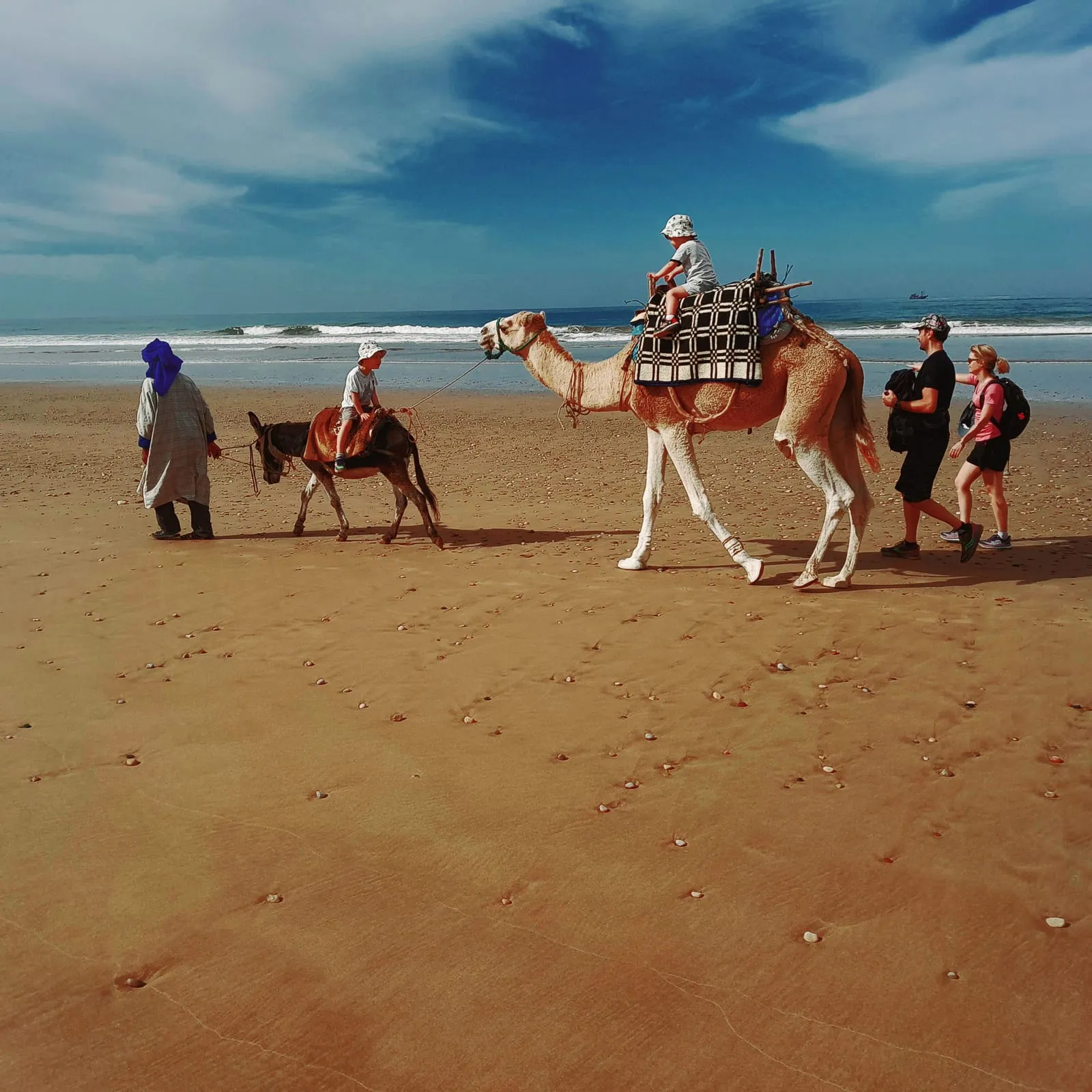 Dromadaire et âne sur la plage