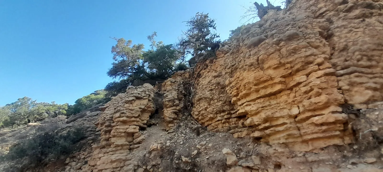 Falaise aux strates dorées coiffée d'arganiers