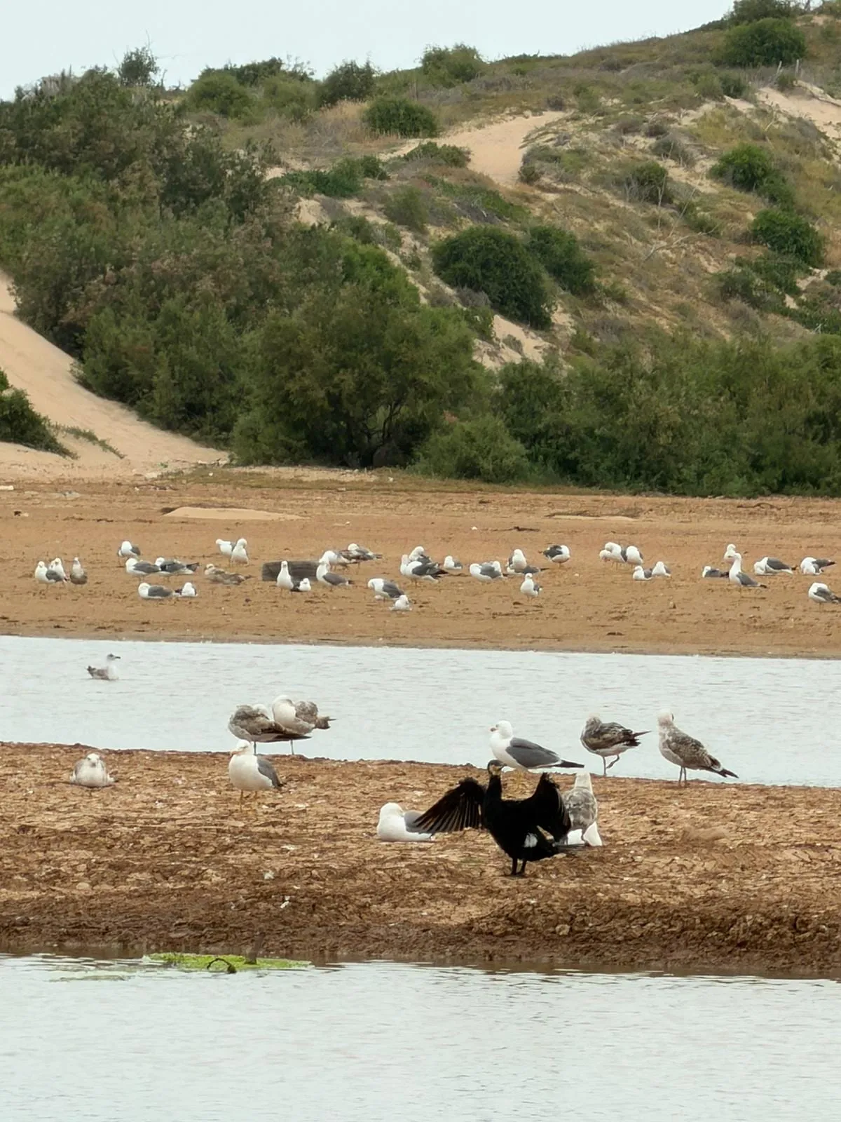 Goélands et spatules rassemblés sur un banc de sable