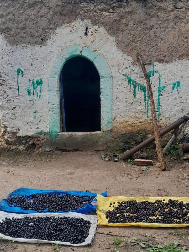 Grenier collectif berbère, porte voûtée blanchie à la chaux, noix d’argan qui sèchent sur des bâches devant l’entrée