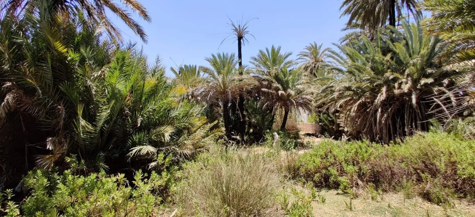 La palmeraie de l'oasis Aïn Laajar