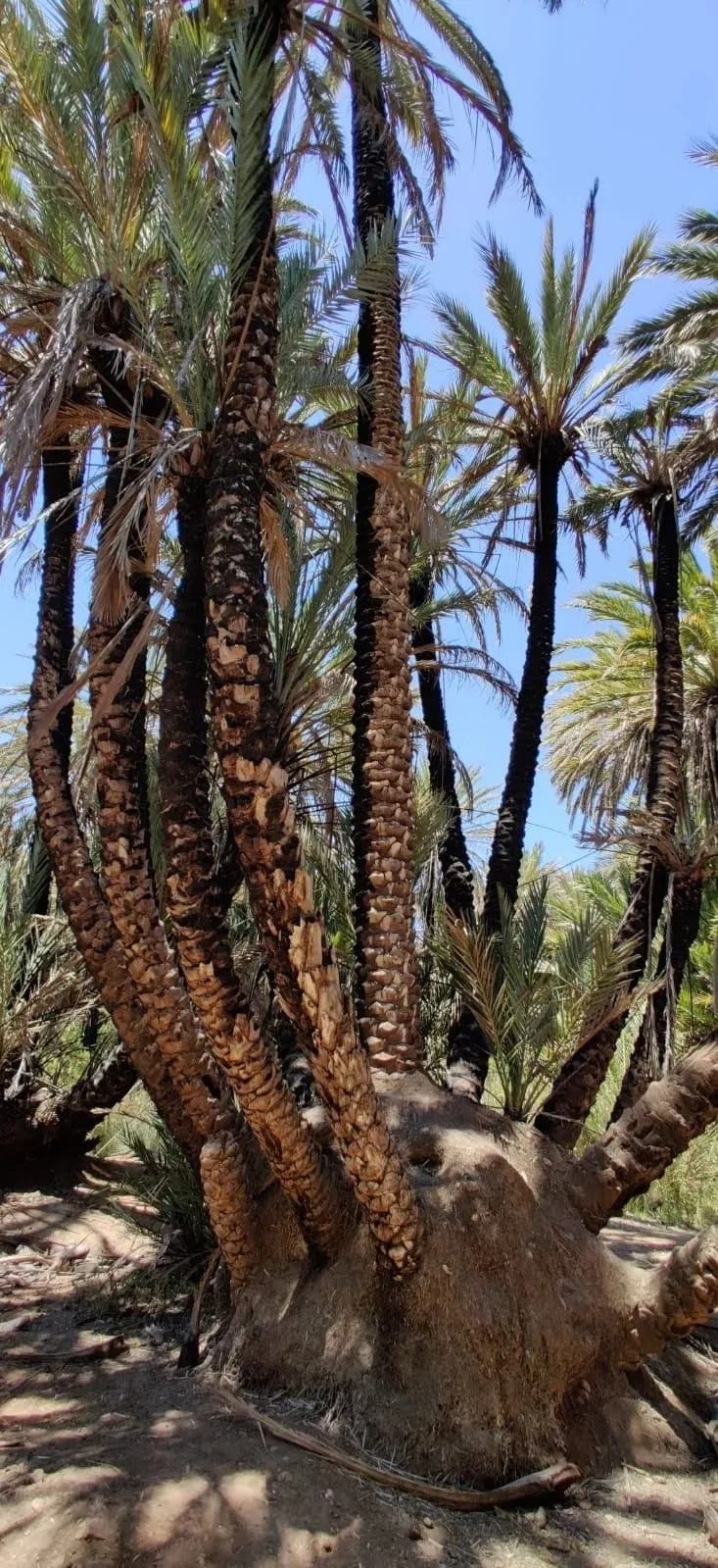 Vieux dattier aux troncs multiples dans l’oasis