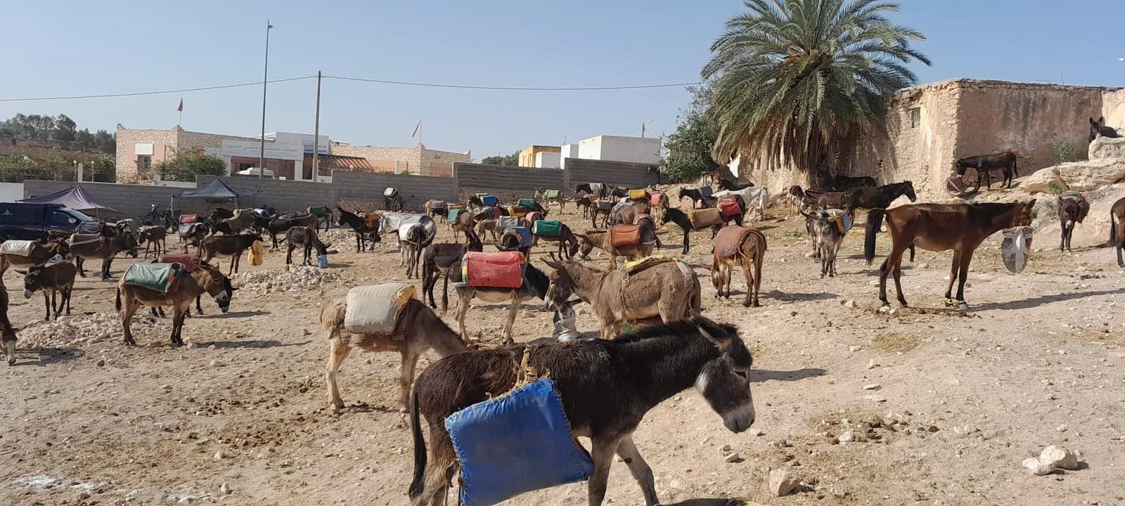 Le grand parc à ânes du souk, un matin de marché
