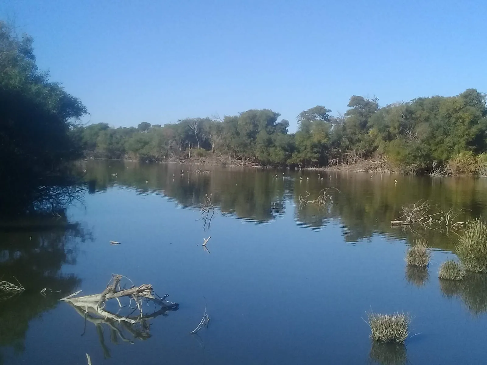 Eau calme, branches mortes et oiseaux d’eau au fond
