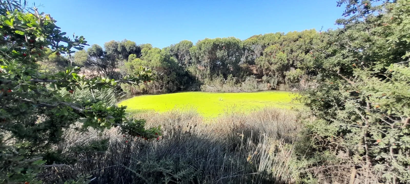 Mare couverte d’un tapis vert, joncs et eucalyptus