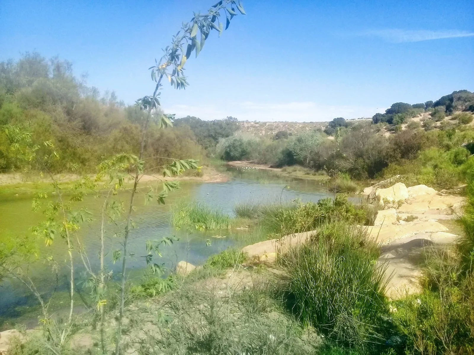 L’oued entre roseaux et rochers, échassiers au loin