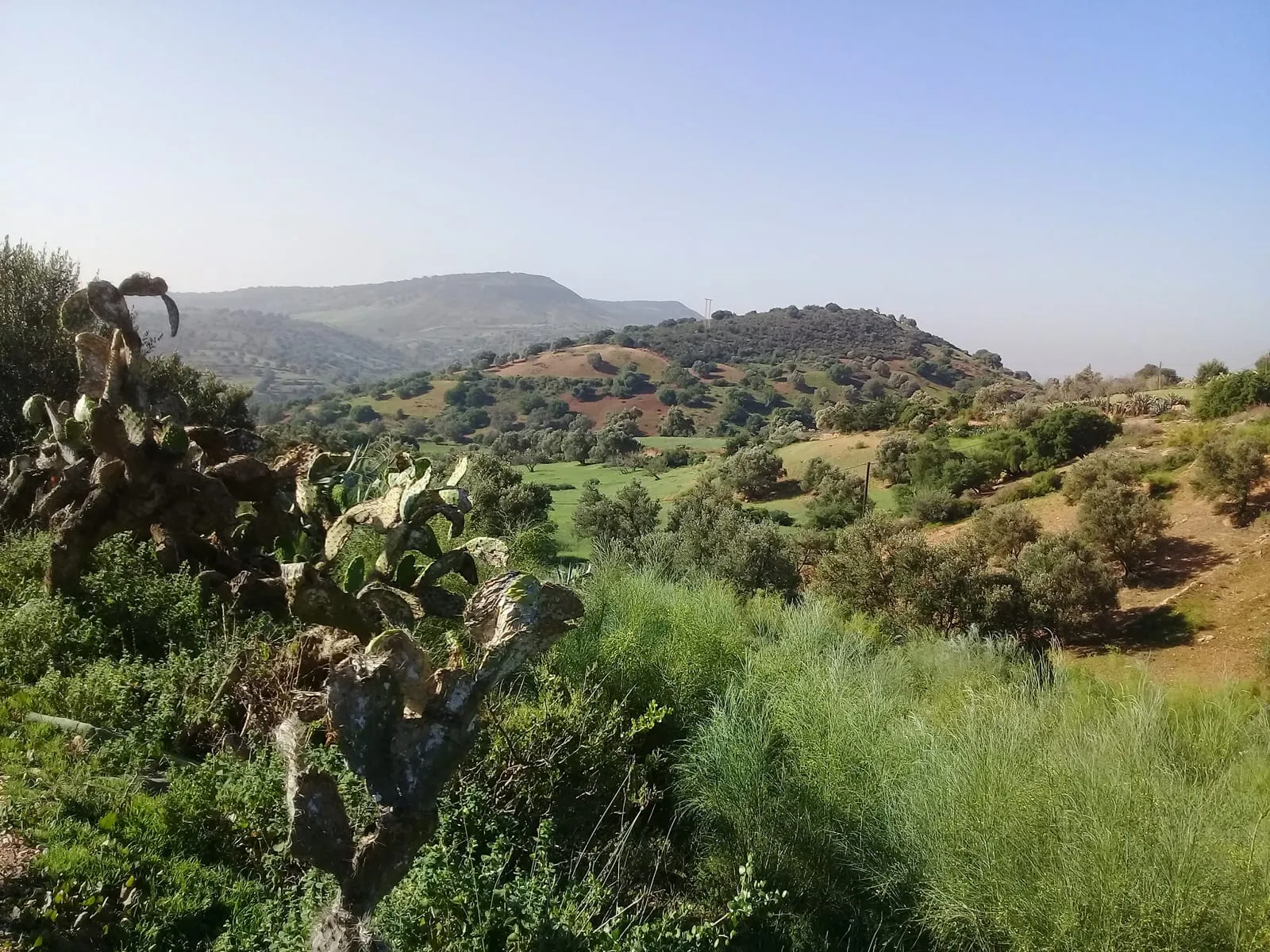 Figuiers de Barbarie sur le chemin de la montée