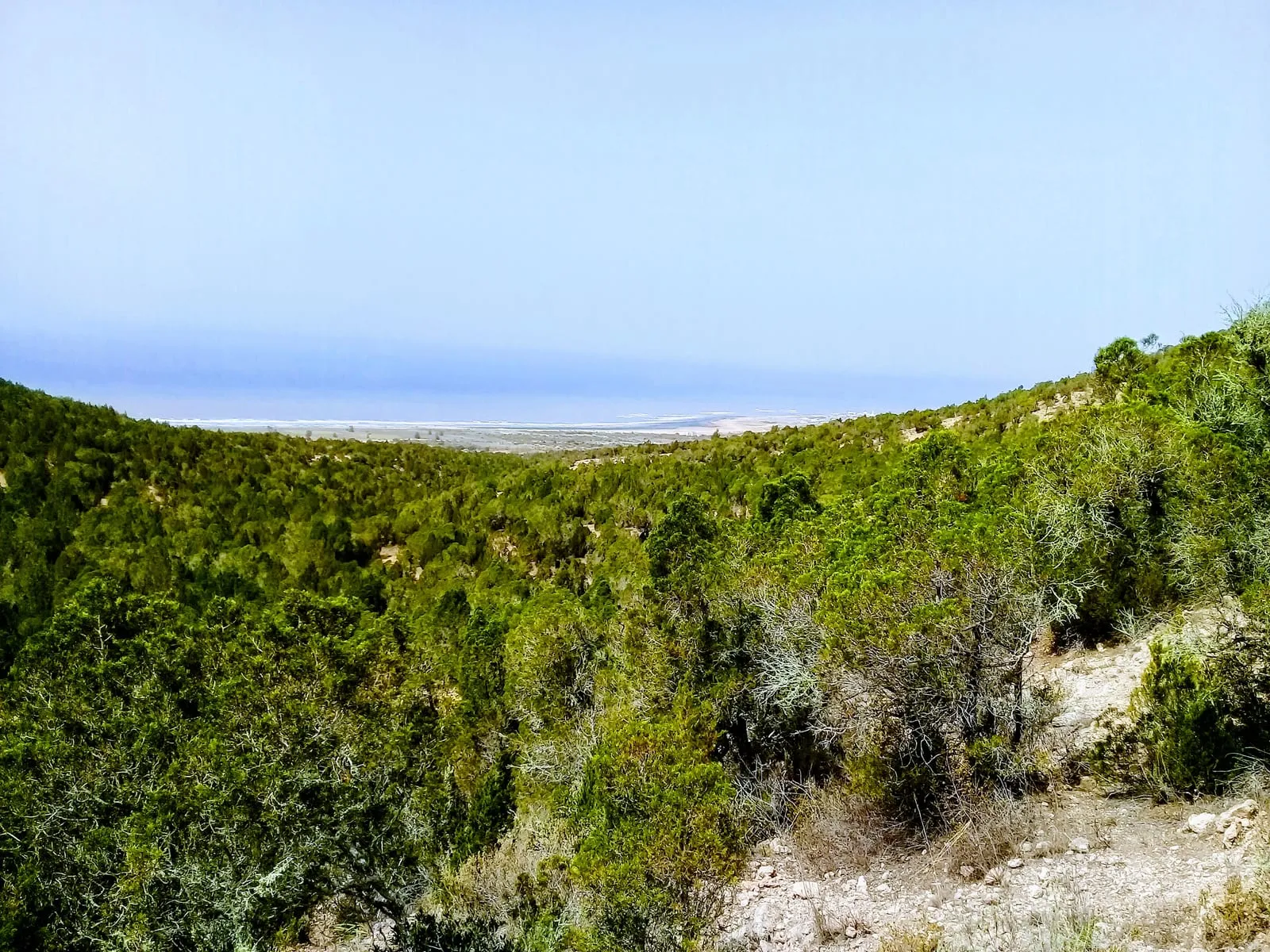 La forêt de thuya descendant vers la plage du nord