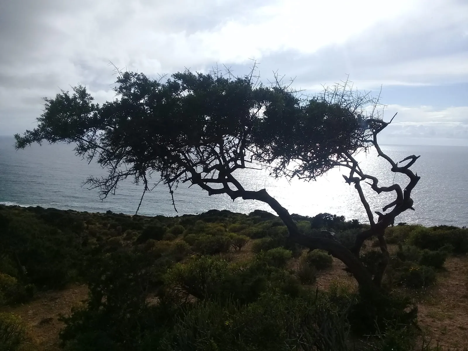 Arganier couché par le vent au-dessus de la mer