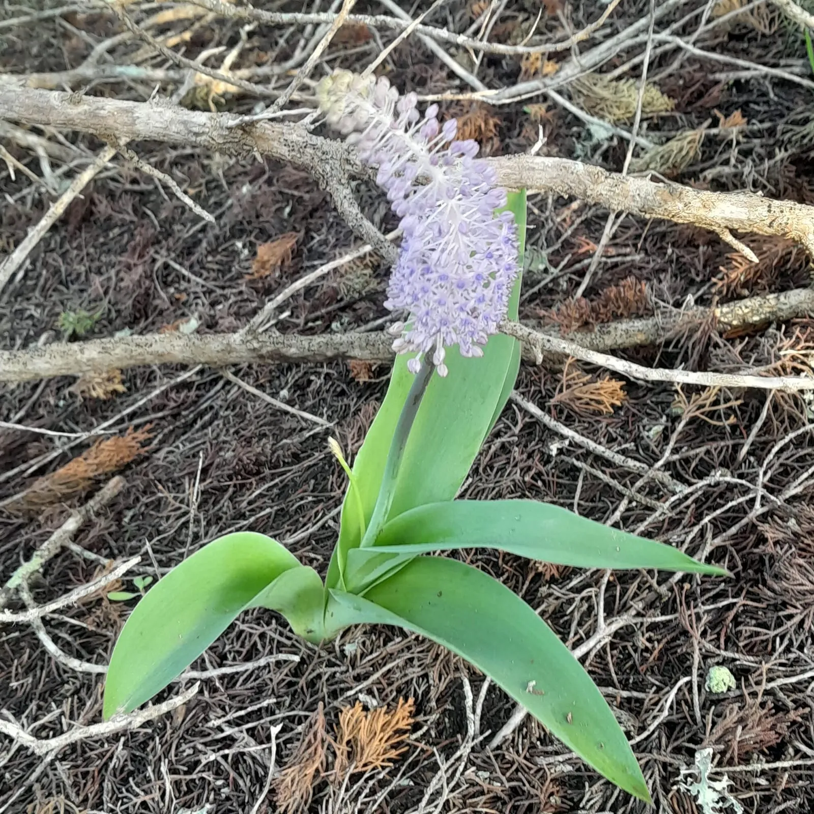 Oignon sauvage en fleur au sol