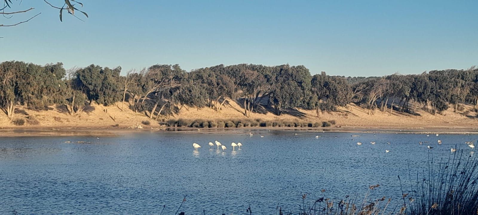 Flamants roses pêchant dans l’embouchure de l’oued