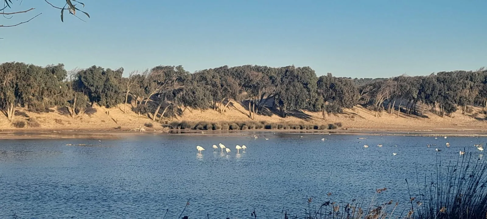 Flamants roses en train de pêcher dans l’embouchure