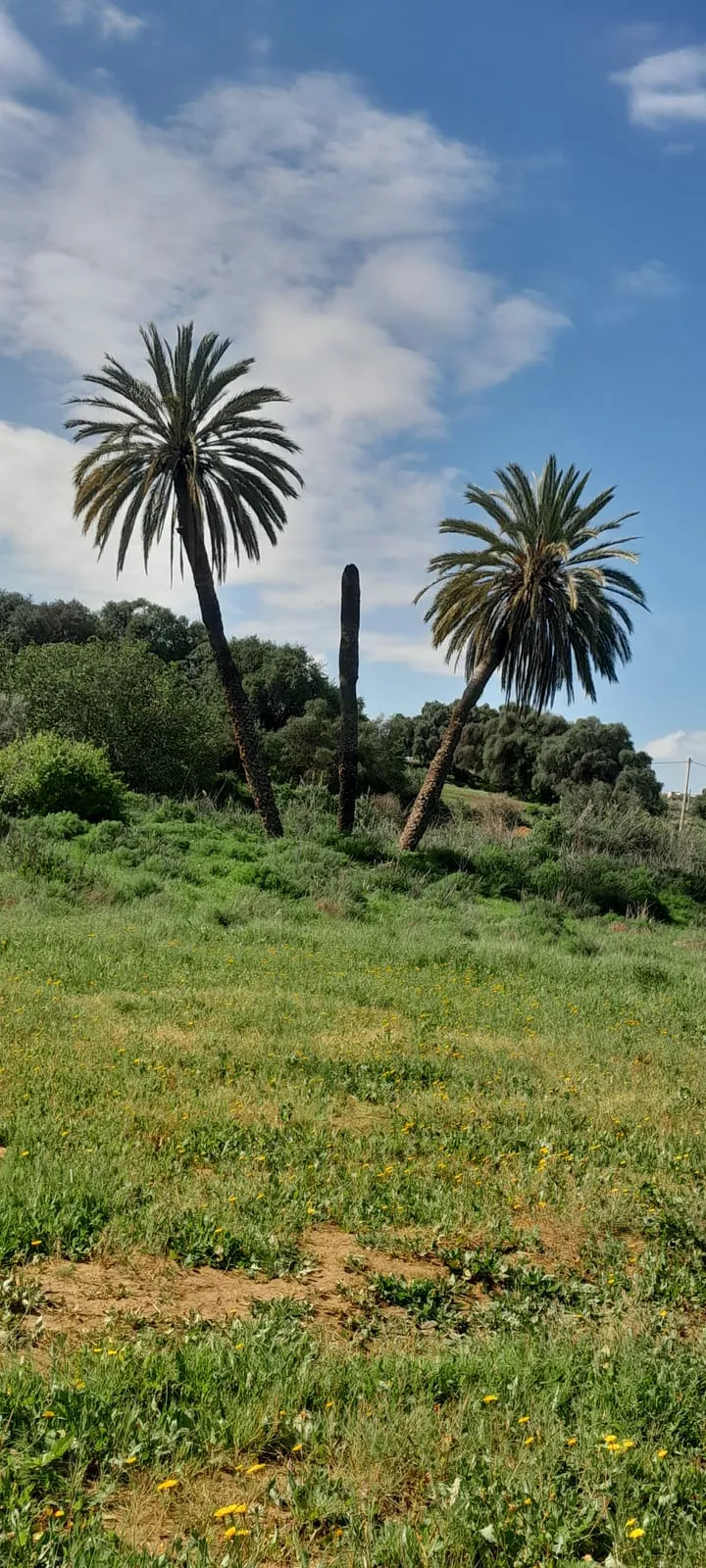 Palmiers et cactus dans une prairie verdoyante