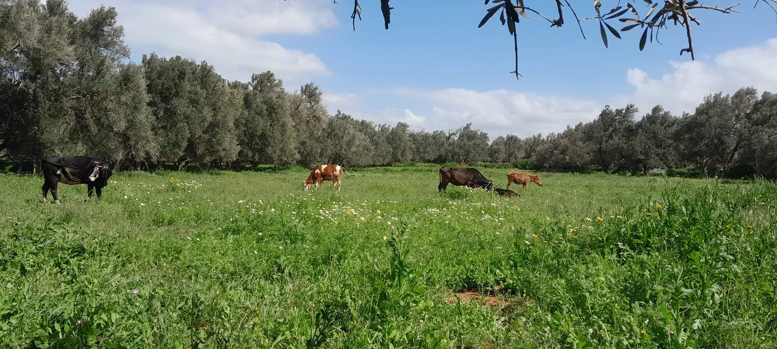 Troupeau au pâturage dans l'arganeraie