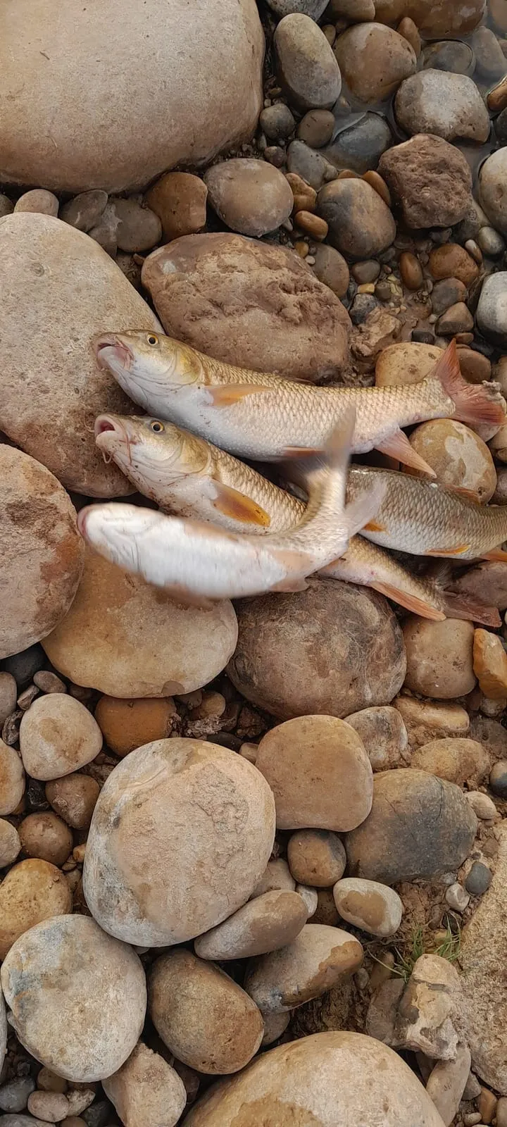 La prise du jour posée sur les galets