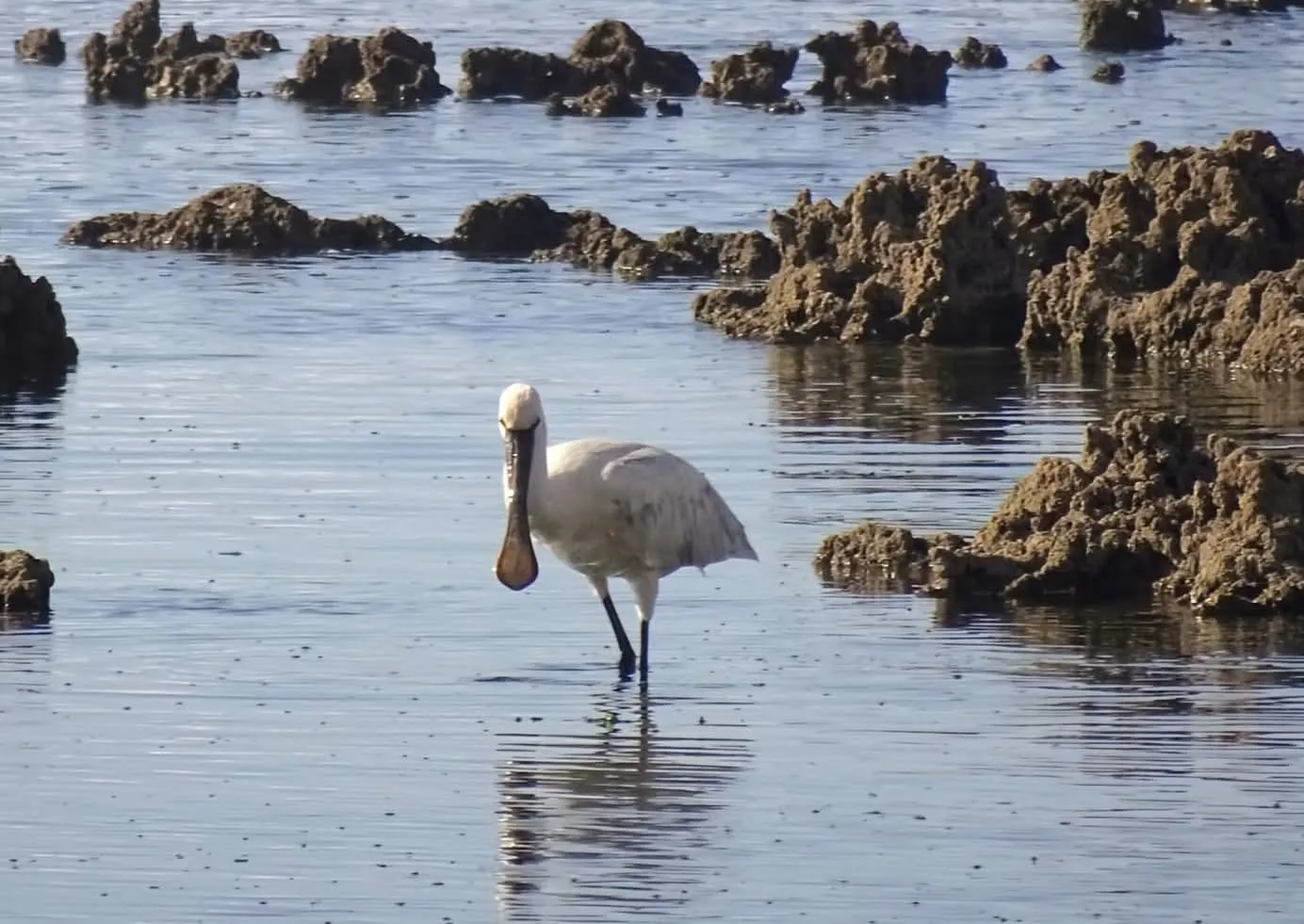 Spatule blanche pêchant dans la lagune