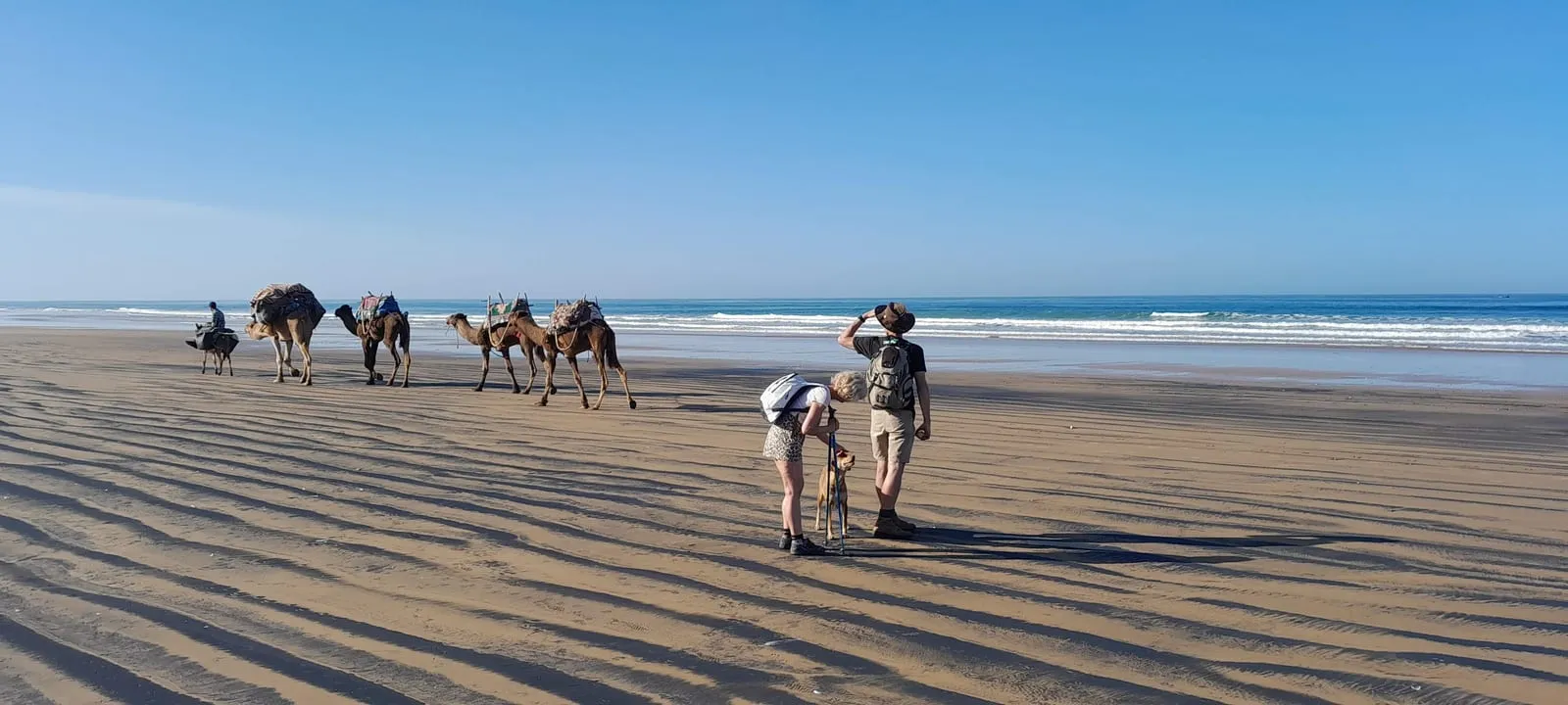 Une caravane de dromadaires chargés précède les marcheurs sur la plage