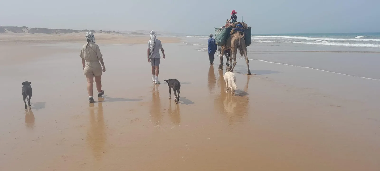 Les marcheurs suivent le dromadaire chargé des bagages sur la plage