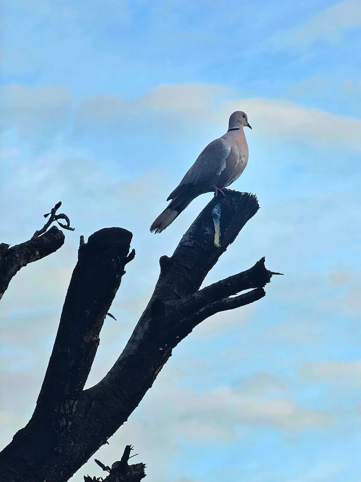 Tourterelle posée sur une branche morte