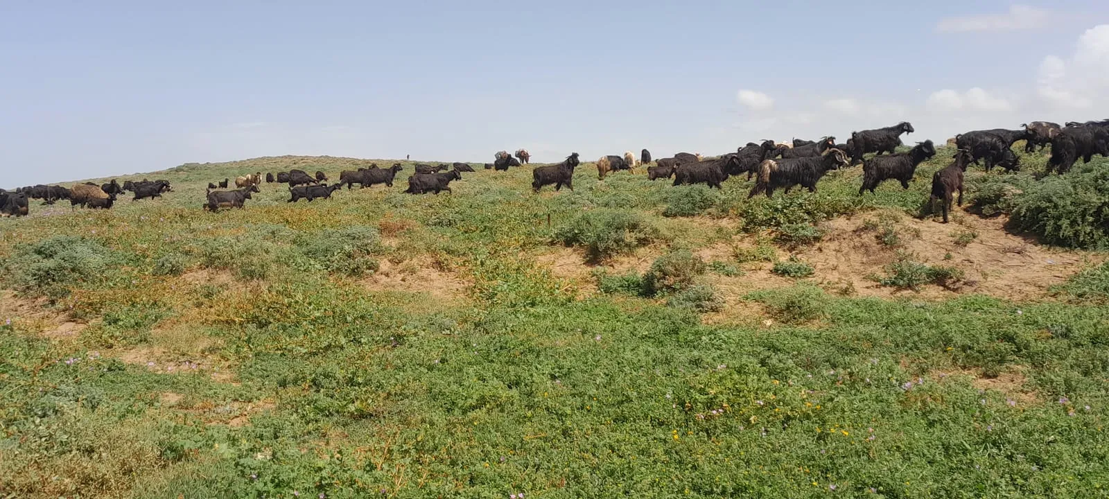 Troupeau de cabris sur la colline